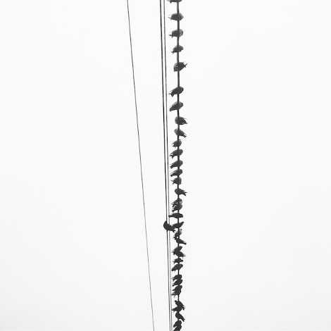 birds on a power line